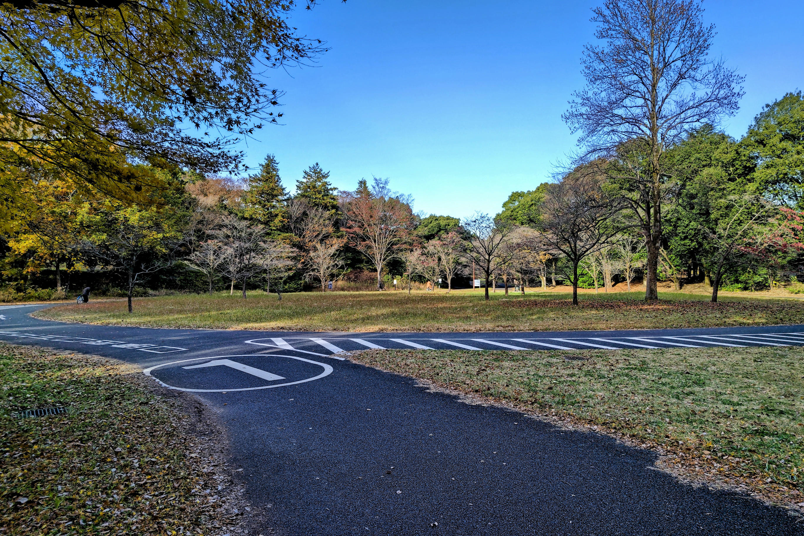 ロードバイクをレンタルして秋の昭和記念公園サイクリングコースを走る