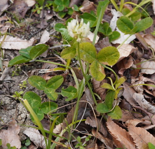 シロツメクサと根粒菌の共生という生き方 植物の生態と生存戦略