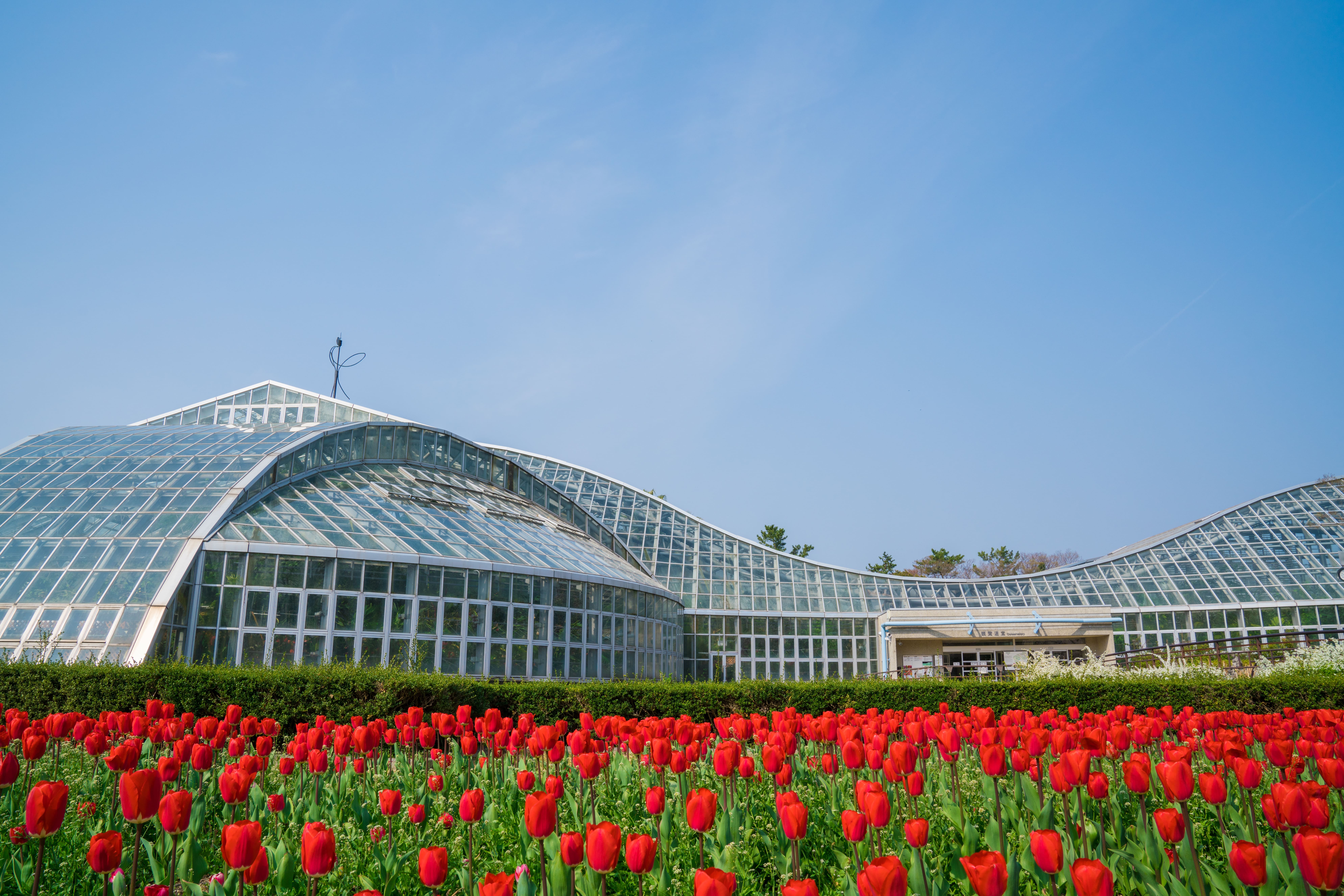 京都府立植物園の温室と赤いチューリップ