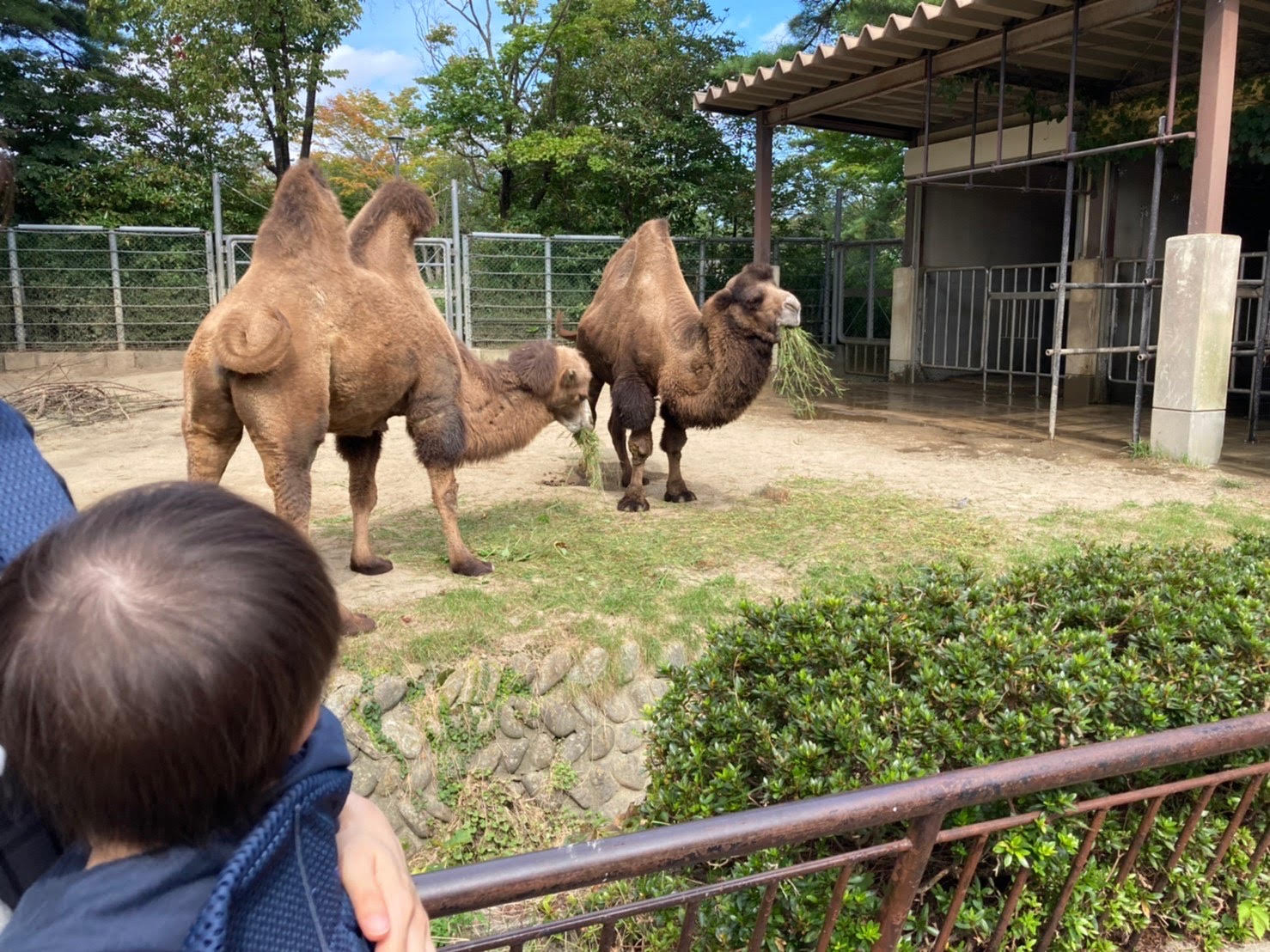 camel at zoo