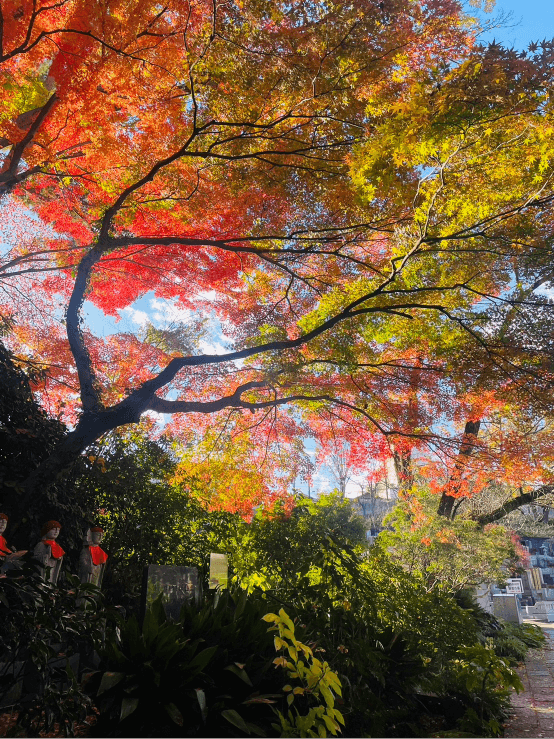 高幡不動の紅葉1