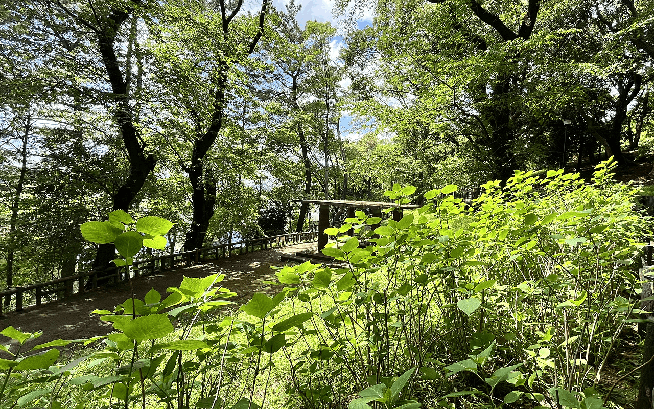 多摩川台公園の、日陰とあじさいの葉